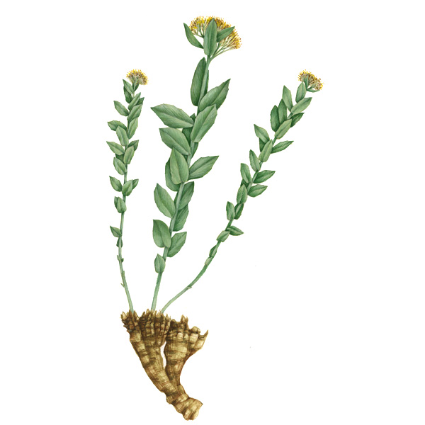 Золотой корень полезные свойства и применение СТАРОСЛАВ купить в Москве